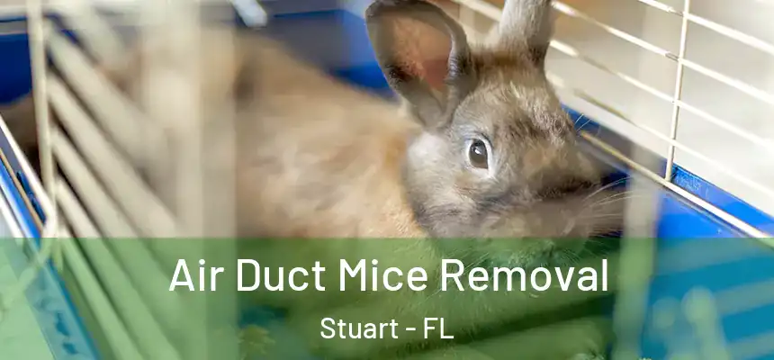 Air Duct Mice Removal Stuart - FL